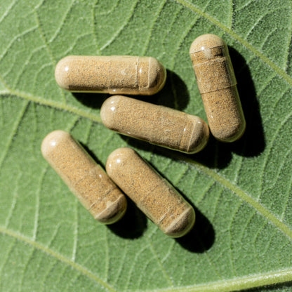 Hericium Vitalpilz Extrakt – für Fokus, starke Nerven & ruhigen Magen