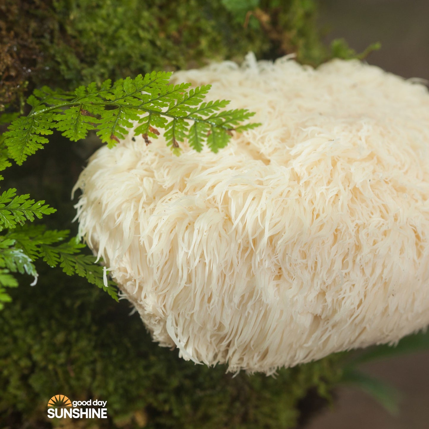 Hericium Vitalpilz Extrakt – für Fokus, starke Nerven & ruhigen Magen